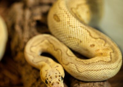 Pastel Lesser Clown Ball Python