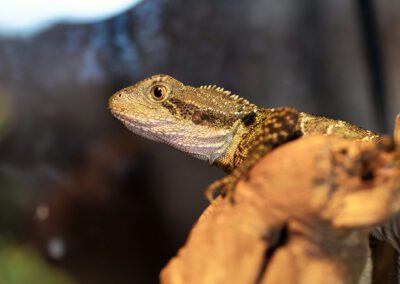 Australian Water Dragon