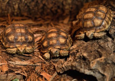 Sulcata