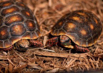 Red Foot Tortoise