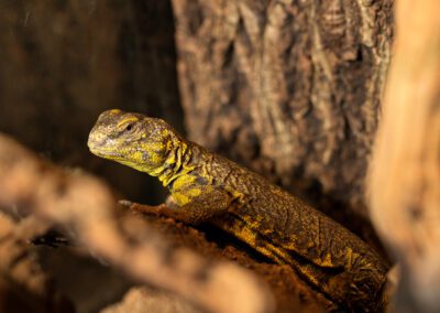 Yellow Nigerian Uromastyx