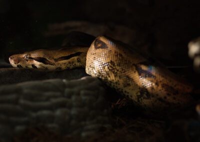 Colombian Red Tail Boa