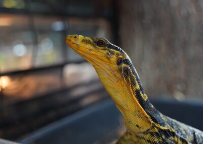 monitor lizard