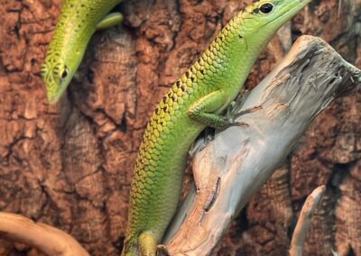 Emerald Tree Skinks