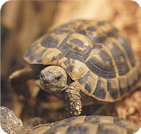 Tortoises/Turtles