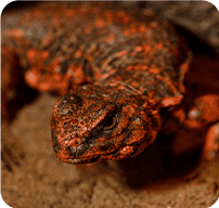 uromastyxs