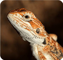 bearded dragons