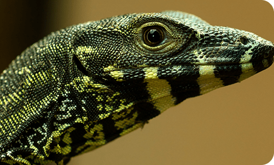 a close up of a lizard's face