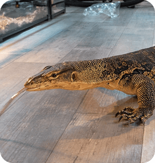 a lizard with its tongue out<br />
